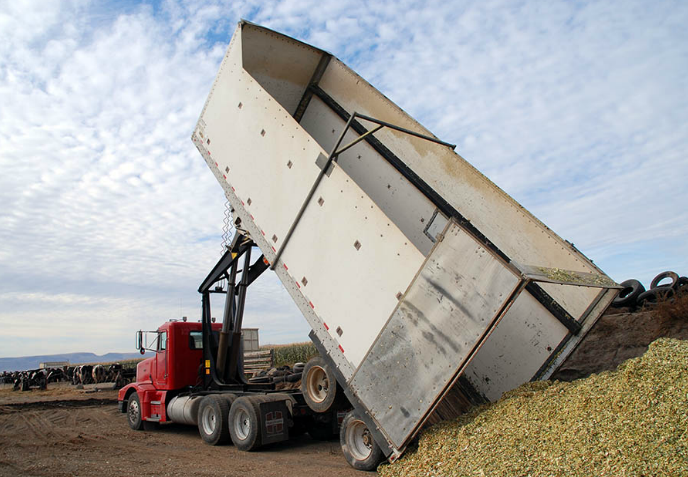 Hoist on Red Truck Dumping Silage