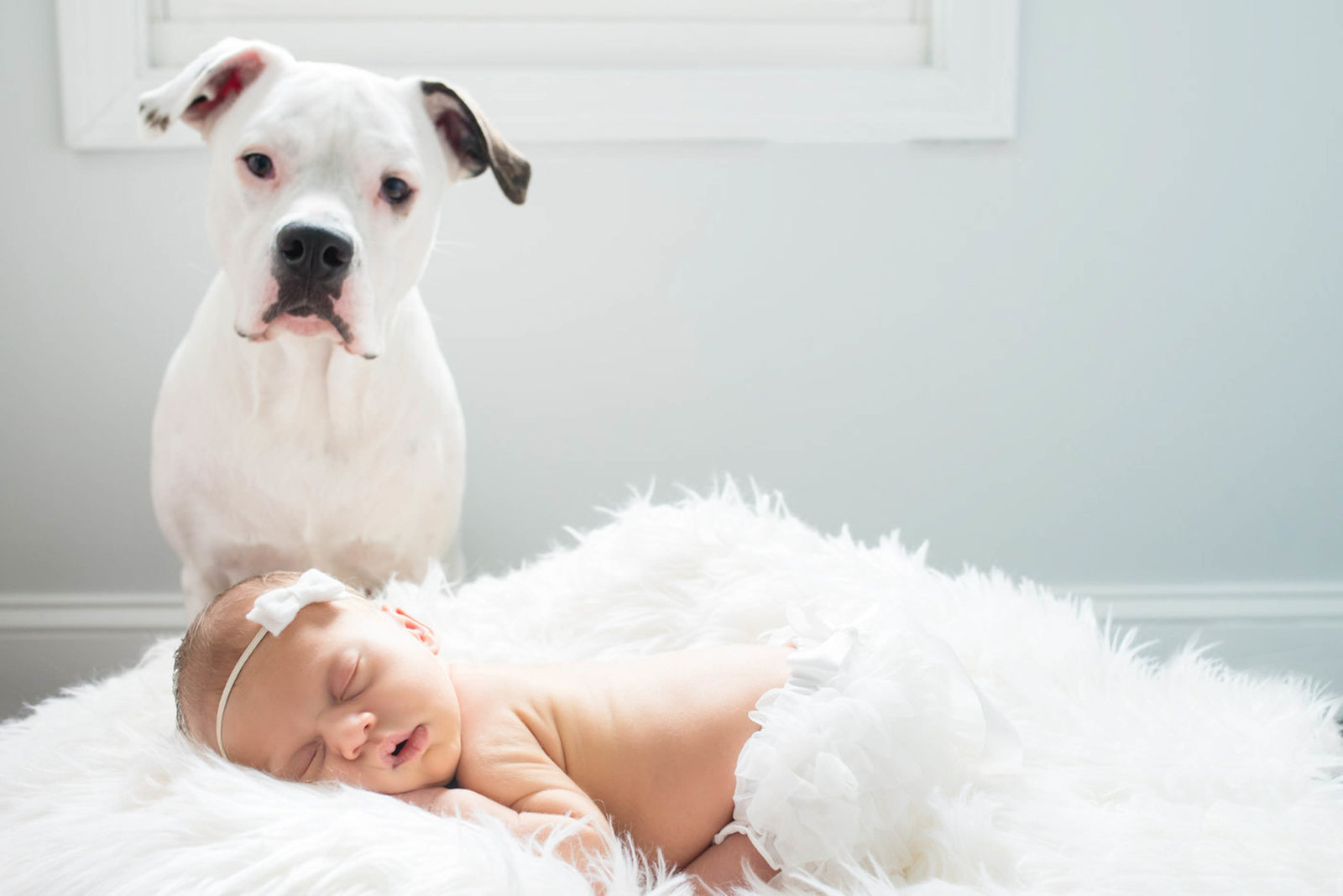 Dog watching over newborn during lifestyle session at home