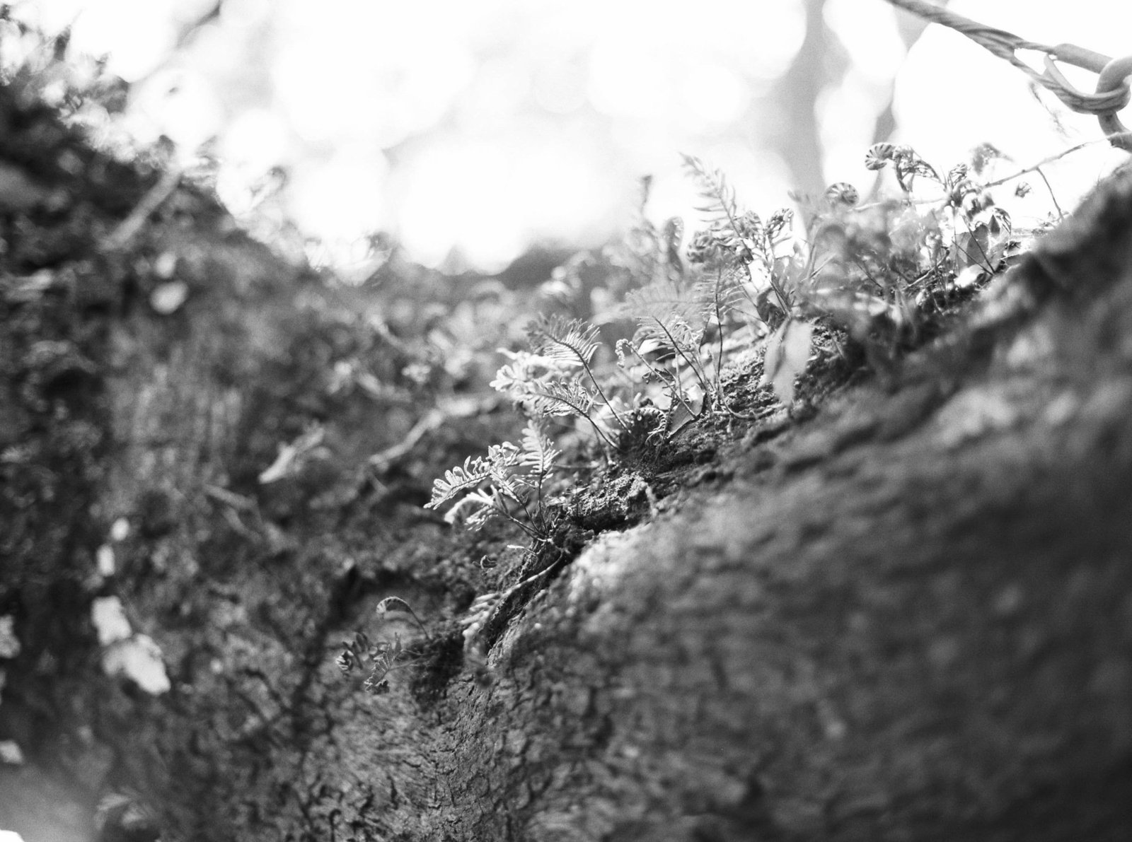 oak-tree-nature-charleston-sc-photography-kate-timbers-780