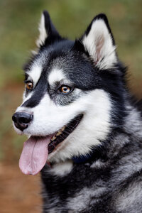Kendra_Evans_Canine _Photography2026 (5)