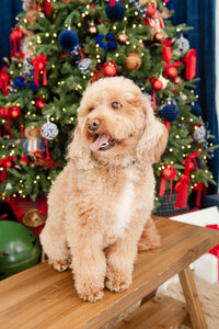 Gallery-2025_11-30 Christmas Minis Deborah 12-MSP-MSuarezPhotography