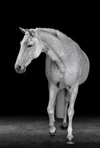 Horse In California photographed with a black background
