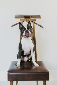 pet photographer, dog photoshoot, dog photography, dog photographer, cat photography, pet photography near me, family photo with dog, pet portraits, cat photographer, cat photoshoot, dog photographer near me, pet photographer near me, a dog photoshoot, pet photography, dog pictures, pictures of puppys, cute dog pictures, dog photo, sacramento pet photographer, san francisco pet photographer