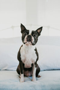 pet photographer, dog photoshoot, dog photography, dog photographer, cat photography, pet photography near me, family photo with dog, pet portraits, cat photographer, cat photoshoot, dog photographer near me, pet photographer near me, a dog photoshoot, pet photography, dog pictures, pictures of puppys, cute dog pictures, dog photo, sacramento pet photographer, san francisco pet photographer