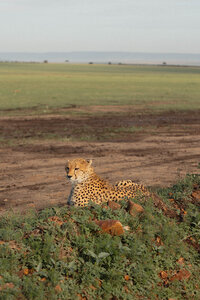 Masai Mara - Allie Jorde Creative84