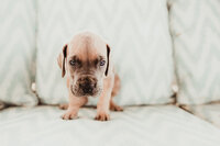 Frenchie Focus photo