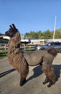 Fluffy llamas!