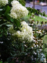 NEB_0326