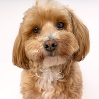 Close up portrait of Allie Cline’s small tan family dog