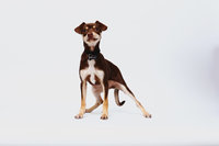 pet photographer, dog photoshoot, dog photography, dog photographer, cat photography, pet photography near me, family photo with dog, pet portraits, cat photographer, cat photoshoot, dog photographer near me, pet photographer near me, a dog photoshoot, pet photography, dog pictures, pictures of puppys, cute dog pictures, dog photo, sacramento pet photographer, san francisco pet photographer