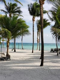 Palm trees on a beach.