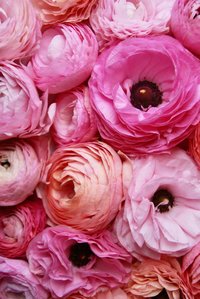 A close up arrangement of ruffled pink flowers.