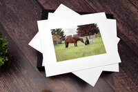 8x10-white-matted-print-equine-portrait