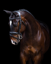 Horse In California photographed with a black background