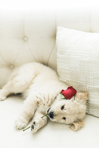 Small white Golden Retriever playing with a stemmed rose.