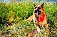 sacramento pet photographer, pet photographer sacramento, pet photos, pet photography, san francisco pet photos, pet photo sessions, pet photographer, pet photos sacramento, pet photos san francisco, family pet photos, family pet photo sessions