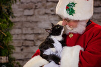 Santa Claus kissing at cat at the Santa Experience in Phoenixville