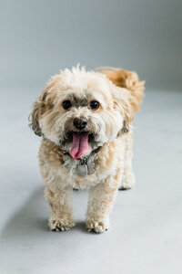 sacramento_dog_photographer_0867
