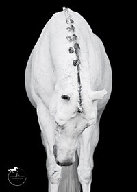Horse In California photographed with a black background