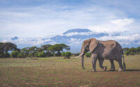 Kili Elephant