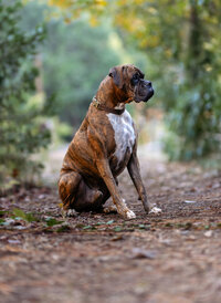 California Canine Photography