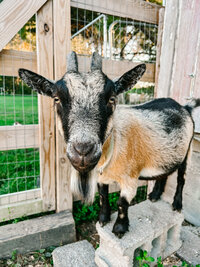 goat stands outside in grass against kentucky flat board fence