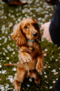 dog at wedding