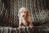 Black Collar Male Oakley