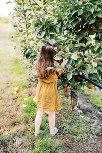Little girl picking apples at Swan Trails Farm orchard, outside of Seattle