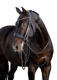 Fine art equine portrait take at horse shows in California Kendra Evans Photography