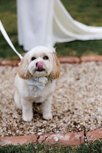 adelaide-wedding-photographer-golding-wines-gallery-50