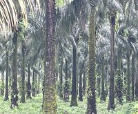 cameroon 7
