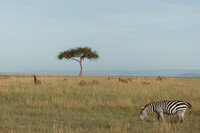 Masai Mara - Allie Jorde Creative96