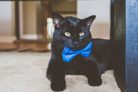 Black cat wearing blue bow tie