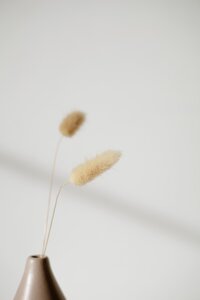 pexels-anna-nekrashevich-8516787