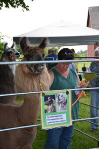 haltering your llama