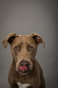 sacramento-pet-photography-studio-8