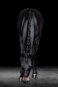 Horse In California photographed with a black background