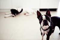 sacramento pet photographer, pet photographer sacramento, pet photos, pet photography, san francisco pet photos, pet photo sessions, pet photographer, pet photos sacramento, pet photos san francisco, family pet photos, family pet photo sessions