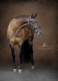Horse In California photographed with a black background
