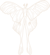 A detailed white illustration of a lunar moth