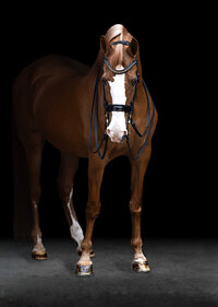 Horse In California photographed with a black background