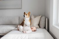Smiling newborn baby on couch with protective Corgi watching over him