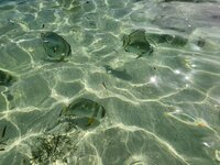 La Digue-Seychelles-Fish-Passports and Palms-travel