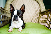 sacramento pet photographer, pet photographer sacramento, pet photos, pet photography, san francisco pet photos, pet photo sessions, pet photographer, pet photos sacramento, pet photos san francisco, family pet photos, family pet photo sessions