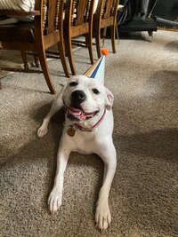 White pit mix dog wearing colorful birthday hat
