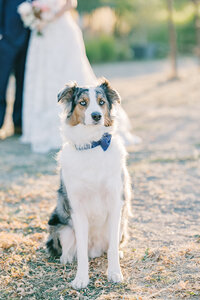 Elegant wedding couple sharing a romantic moment at Harrow Cellars, Bay Area, surrounded by vineyard views and fine art wedding details.