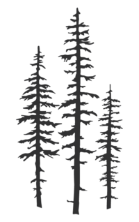 pine tree illustration