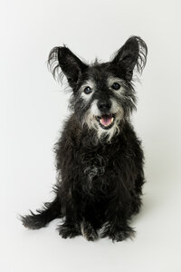 sacramento-dog-photos-50