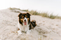 MHilarius | Rio - Hondenshoot Egmond-38